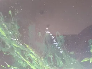 Dipinto su cartoncino fiori gialli