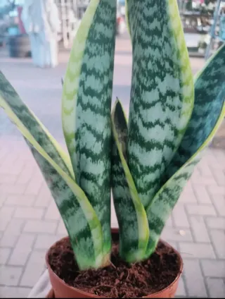 Sanseveria Trifasciata Futura Superba 40cm