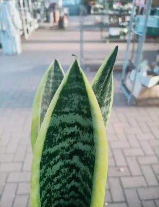 Sanseveria Trifasciata Futura Superba 40cm