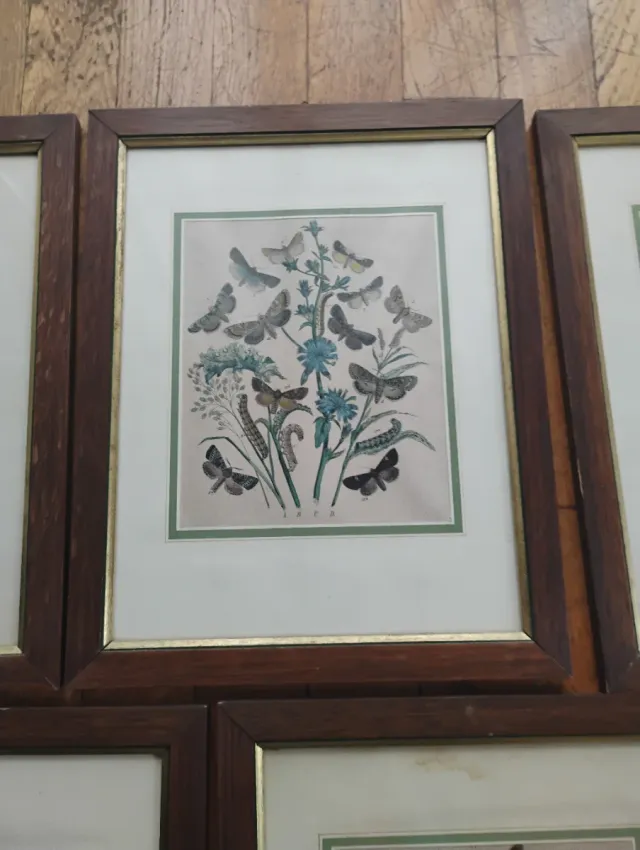 Set 5 Riproduzioni Litografie Farfalle e falene