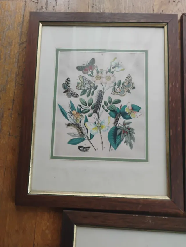 Set 5 Riproduzioni Litografie Farfalle e falene