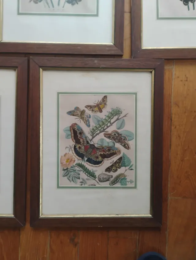 Set 5 Riproduzioni Litografie Farfalle e falene