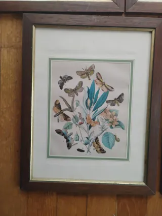 Set 5 Riproduzioni Litografie Farfalle e falene