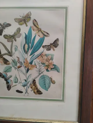 Set 5 Riproduzioni Litografie Farfalle e falene