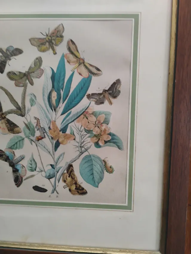 Set 5 Riproduzioni Litografie Farfalle e falene