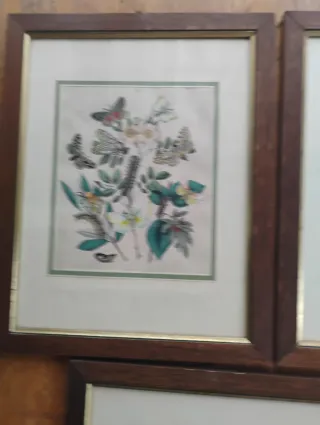 Set 5 Riproduzioni Litografie Farfalle e falene