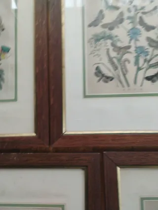 Set 5 Riproduzioni Litografie Farfalle e falene