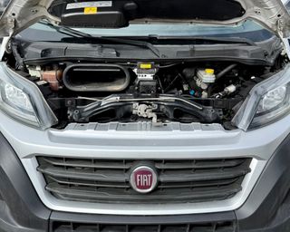 FIAT Ducato 2019 Camión frigorífico