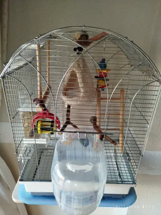 Jaula para pájaros con accesorios