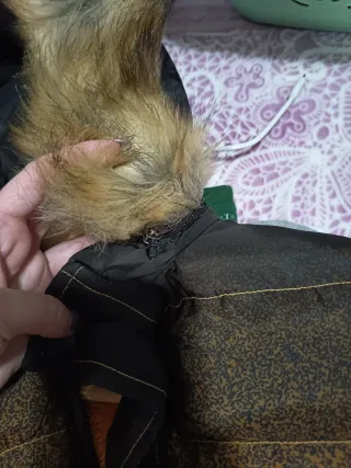 Chaqueta acolchada con capucha y pelo