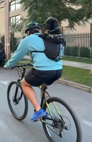 Mochila Transportín Perro Negro Multicolor