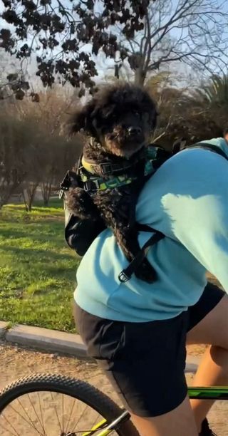 Mochila Transportín Perro Negro Multicolor