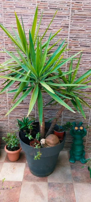 YUCA DE TRES TRONCOS EN MACETA NUEVA.