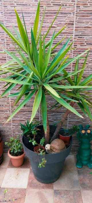 YUCA DE TRES TRONCOS EN MACETA NUEVA.