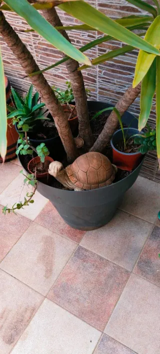 YUCA DE TRES TRONCOS EN MACETA NUEVA.