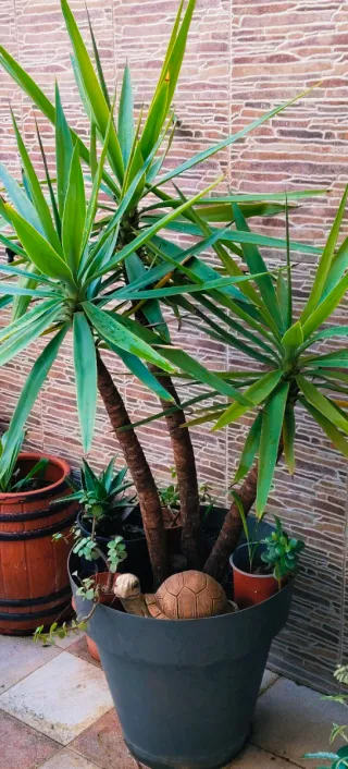 YUCA DE TRES TRONCOS EN MACETA NUEVA.
