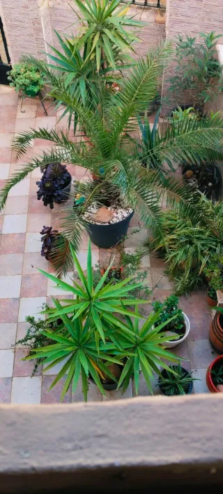 YUCA DE TRES TRONCOS EN MACETA NUEVA.