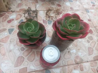 Planta Suculenta Mandala