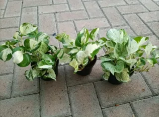 Pothos Manjula Epipremnum Happy Leaf Pinnatum
