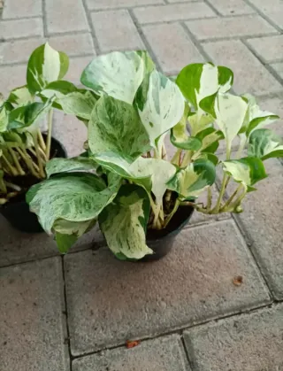 Pothos Manjula Epipremnum Happy Leaf Pinnatum