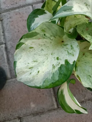 Pothos Manjula Epipremnum Happy Leaf Pinnatum