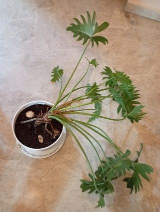 Planta de interior Philodendron Selloum