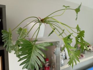 Planta de interior Philodendron Selloum