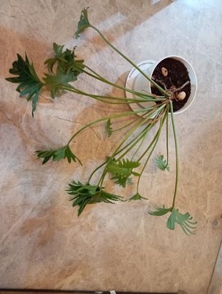 Planta de interior Philodendron Selloum