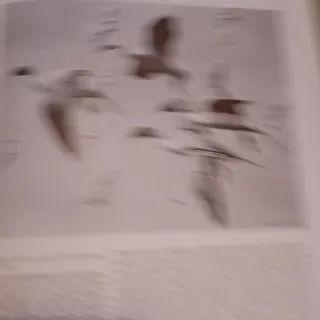 Libro diarios de viaje de Peter Scott (Inglés)