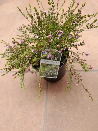 Boronia Crenulata planta grande mct20cm.