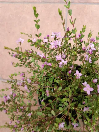 Boronia Crenulata planta grande mct20cm.