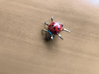 Set 3 spille coccinella oro e rosse