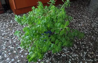 Maceta de coleus barbatus (falso boldo)