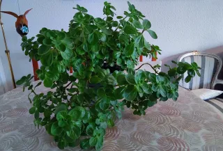 Maceta de coleus barbatus (falso boldo)