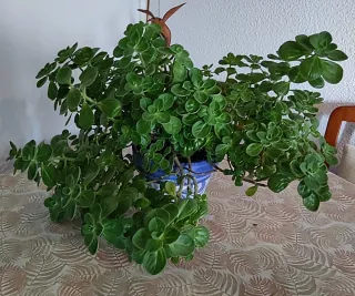 Maceta de coleus barbatus (falso boldo)