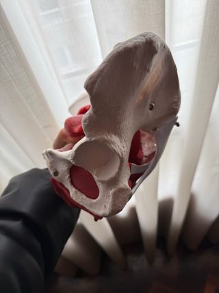 Pelvis Anatómica Humana