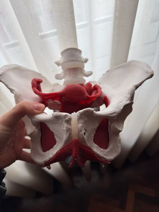 Pelvis Anatómica Humana