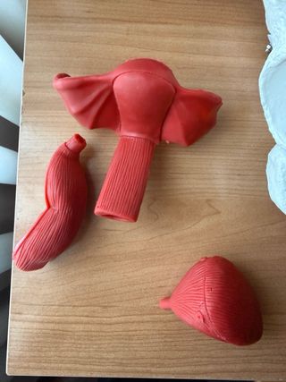 Pelvis Anatómica Humana