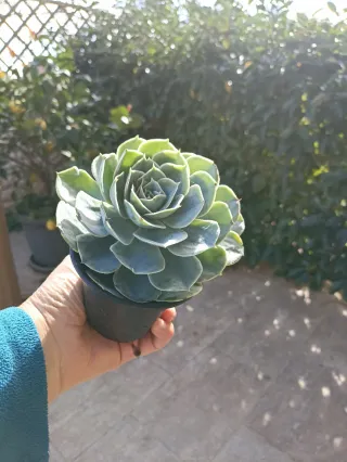 Echeveria glauca pianta succulenta