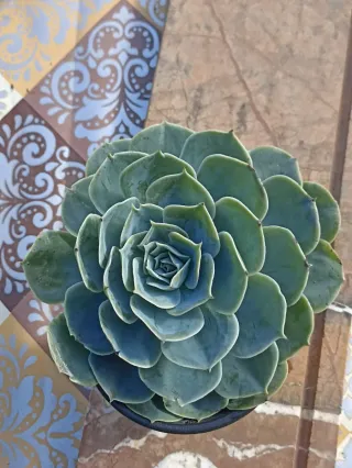 Echeveria glauca pianta succulenta