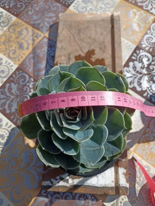 Echeveria glauca pianta succulenta