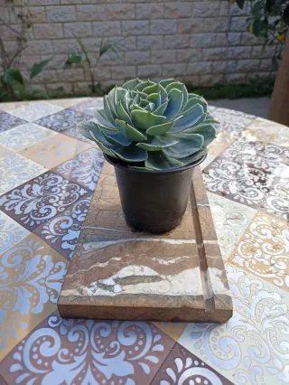 Echeveria glauca pianta succulenta