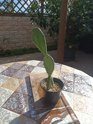 Pianta di Opuntia stricta