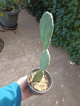 Pianta di Opuntia stricta