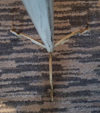 Galán de noche Shabby Chic Forja