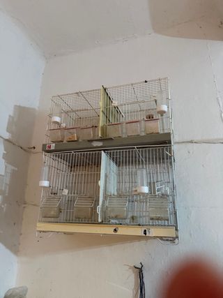 Gabbie di allevamento 60cm
