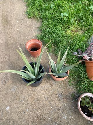 Plantas suculentas y cactus variados