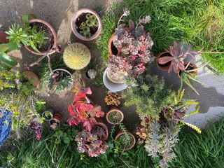 Plantas suculentas y cactus variados