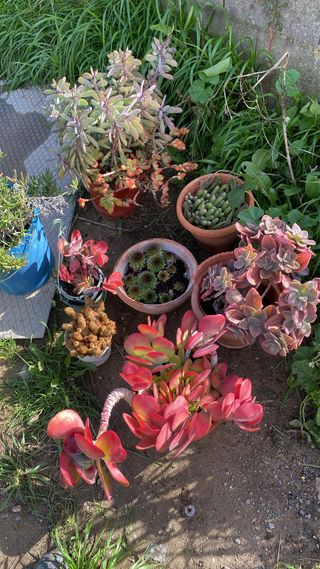 Plantas suculentas y cactus variados