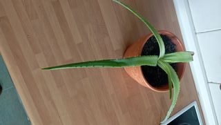 Planta Aloe Vera con Maceta Naranja